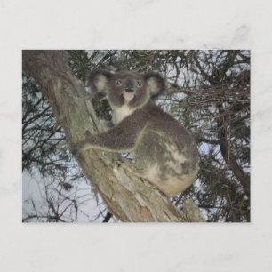 Postal Koala