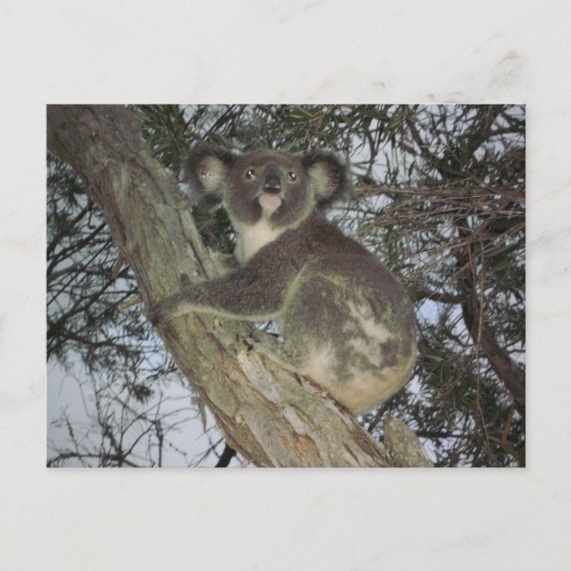 Postal Koala (Anverso)