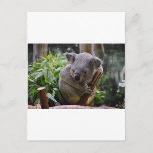 Postal Koala