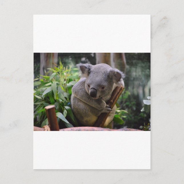 Postal Koala (Anverso)