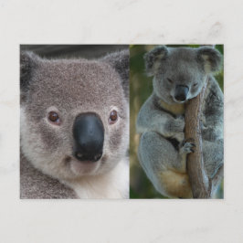 Postal Koala