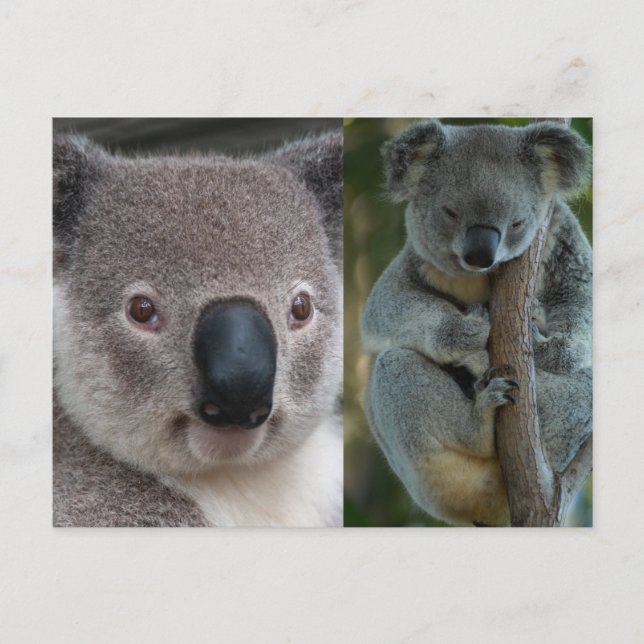 Postal Koala (Anverso)