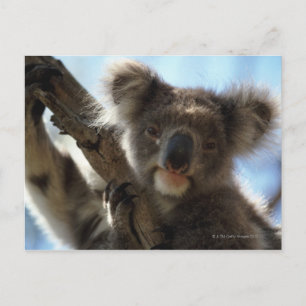 Postal koala