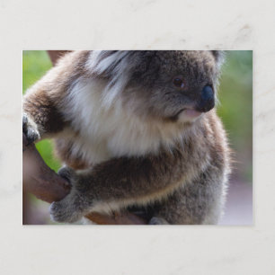 Postal Koala