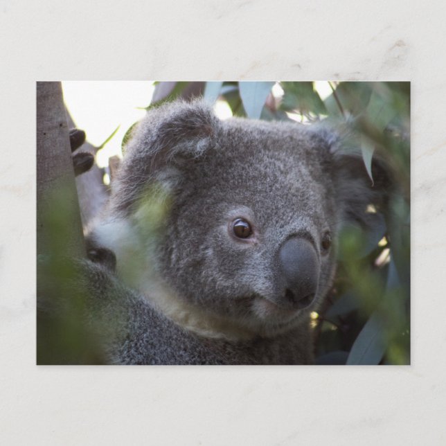 Postal Koala (Anverso)