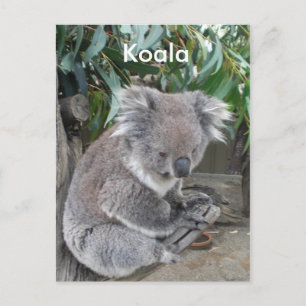 Postal Koala