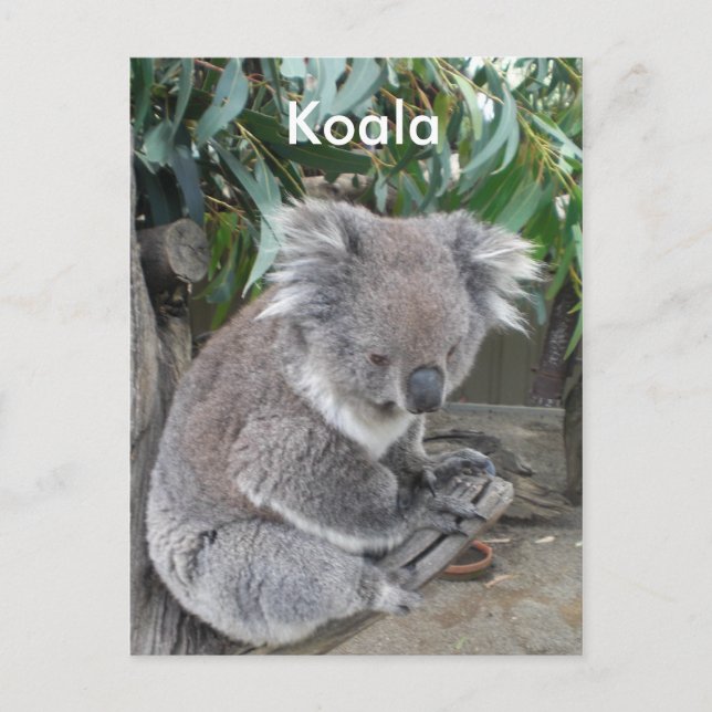 Postal Koala (Anverso)