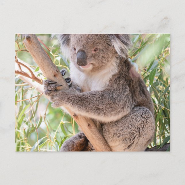Postal Koala (Anverso)