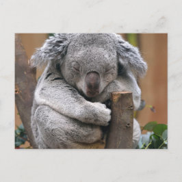 Postal Koala