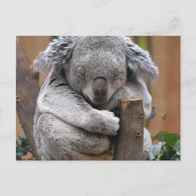 Postal Koala (Anverso)