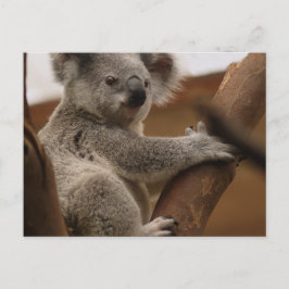Postal Koala
