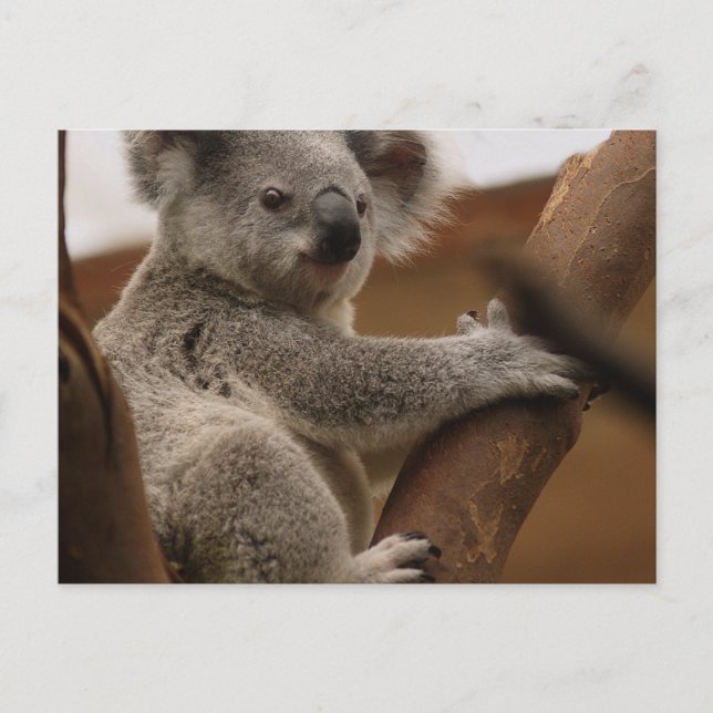 Postal Koala