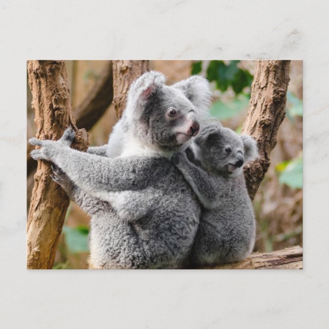 Postal Koala (Anverso)