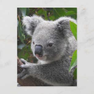 Postal Koala
