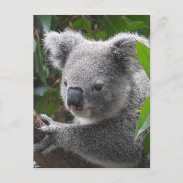 Postal Koala (Anverso)