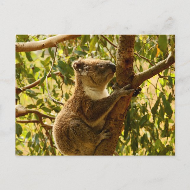 Postal Koala (Anverso)