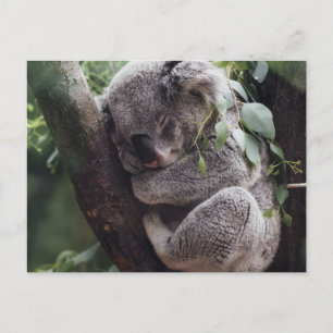 Postal Koala