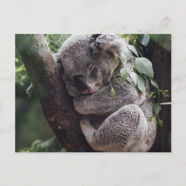 Postal Koala (Anverso)