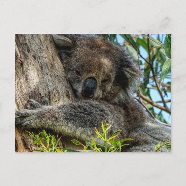 Postal Koala (Anverso)