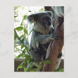 Postal Koala