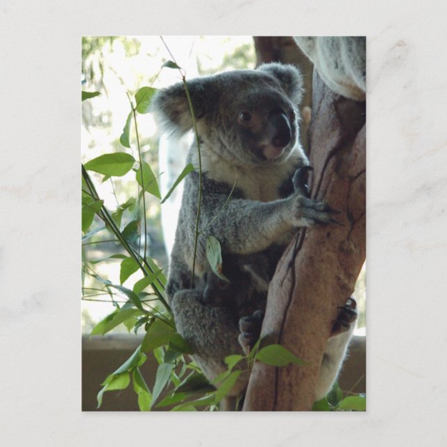 Postal Koala (Anverso)