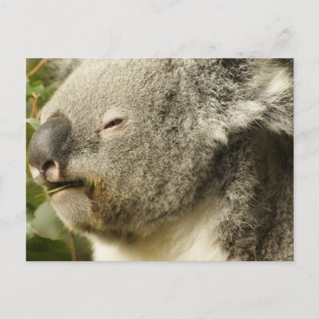 Postal Koala (Anverso)