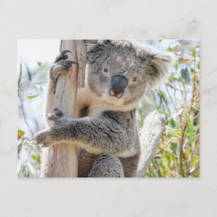 Postal Koala