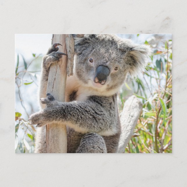 Postal Koala (Anverso)