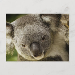 Postal Koala