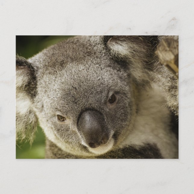 Postal Koala (Anverso)