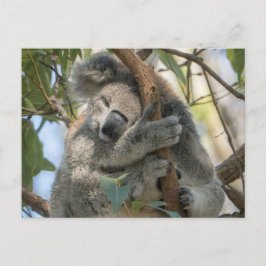 Postal Koala