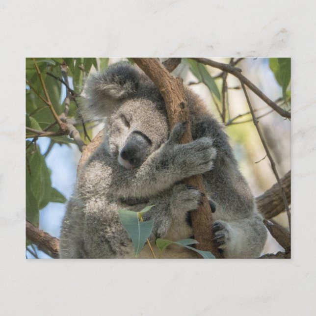 Postal Koala (Anverso)