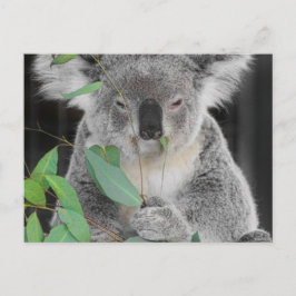 Postal Koala