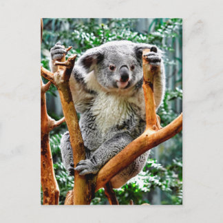 Postal Koala