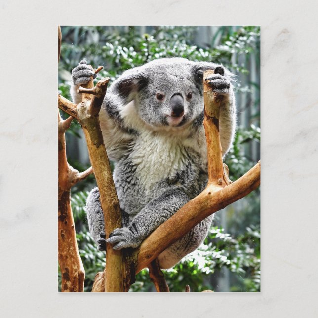 Postal Koala (Anverso)