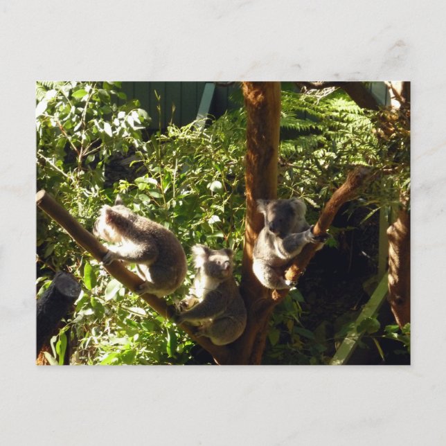 Postal koala (Anverso)