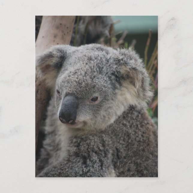 Postal Koala (Anverso)