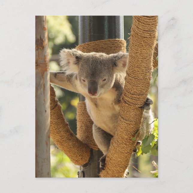 Postal Koala (Anverso)