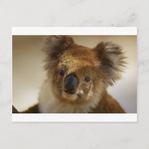 Postal Koala