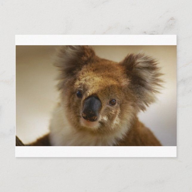Postal Koala (Anverso)