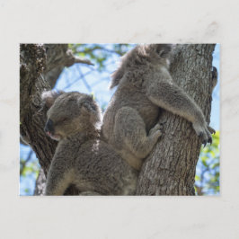 Postal Koala
