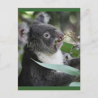Postal Koala