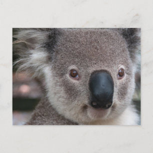 Postal Koala