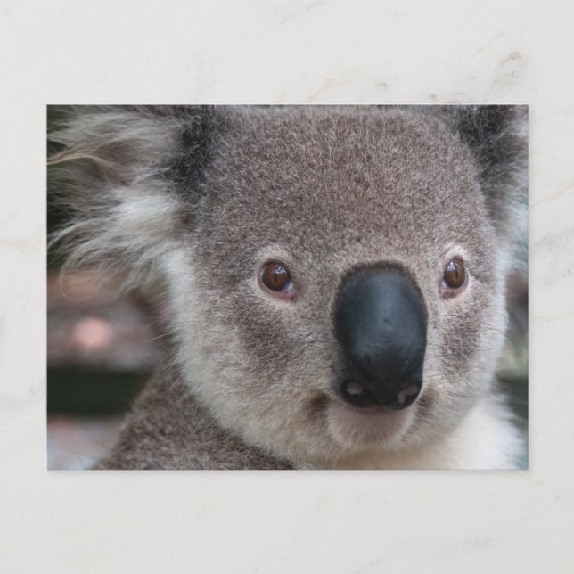 Postal Koala (Anverso)