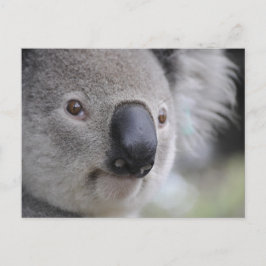 Postal Koala