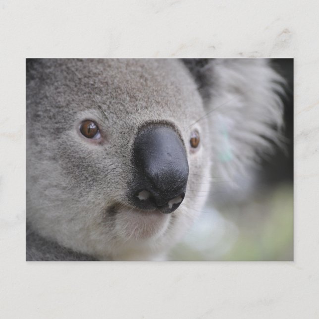 Postal Koala (Anverso)