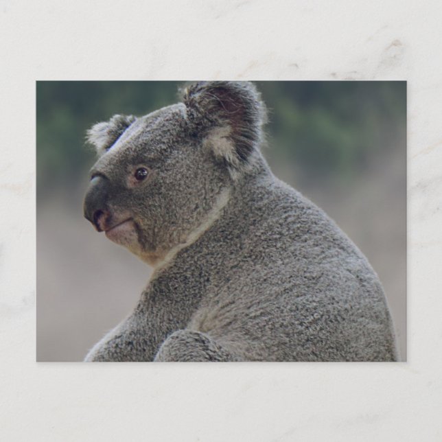 Postal Koala (Anverso)