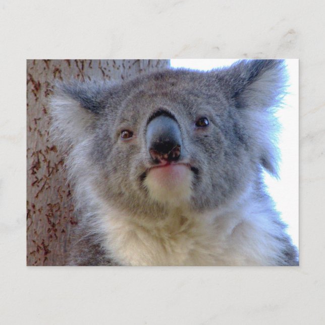 Postal Koala (Anverso)