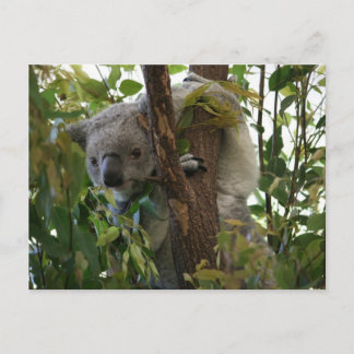 Postal Koala