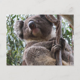 Postal Koala
